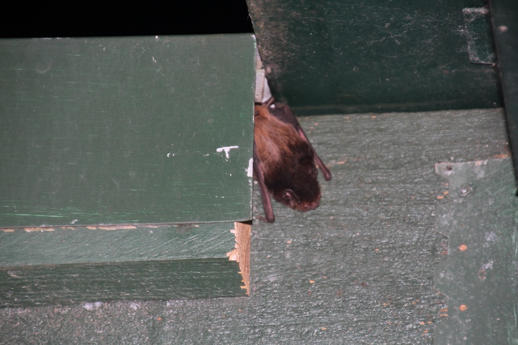 Is Anyone An Expert on Victorian&nbsp;Bats?