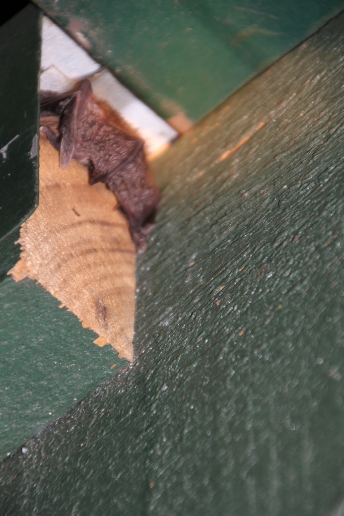 Tail  Slightly Protruding?