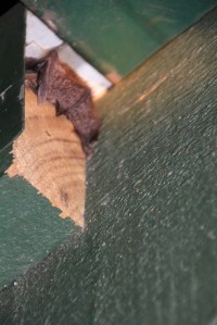 Tail Slightly Protruding?