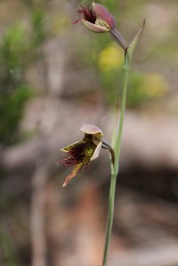 Red Beard-Orchid