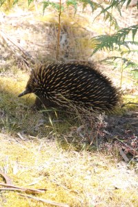 Echidna