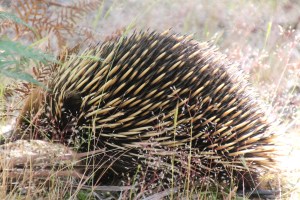 Echidna