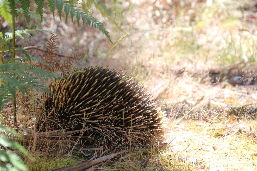 Echidna