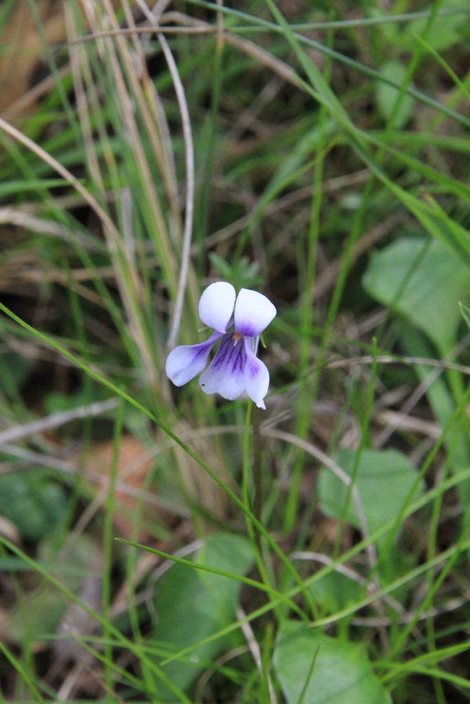 Ivy-leaf Violet