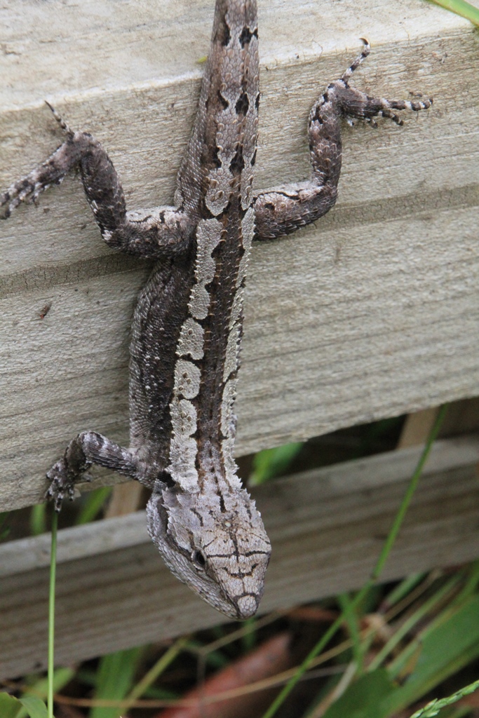 Jacky Dragon on the fence