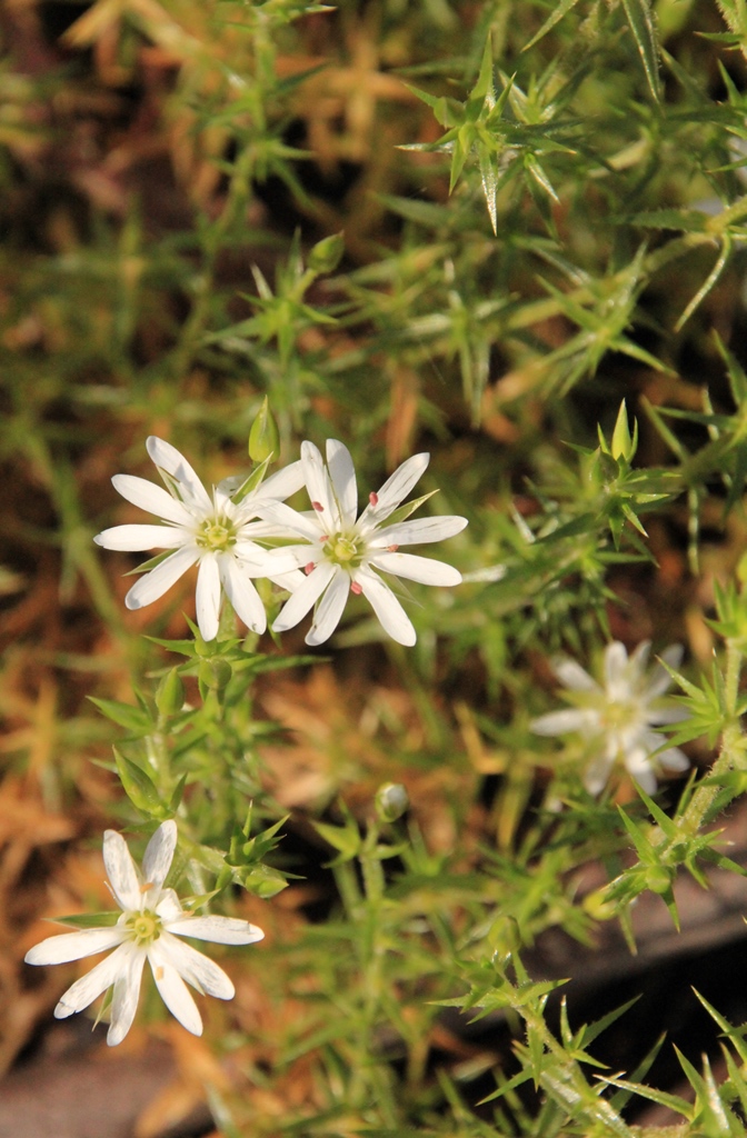 Prickly Starwort (Stellaria&nbsp;pungens)