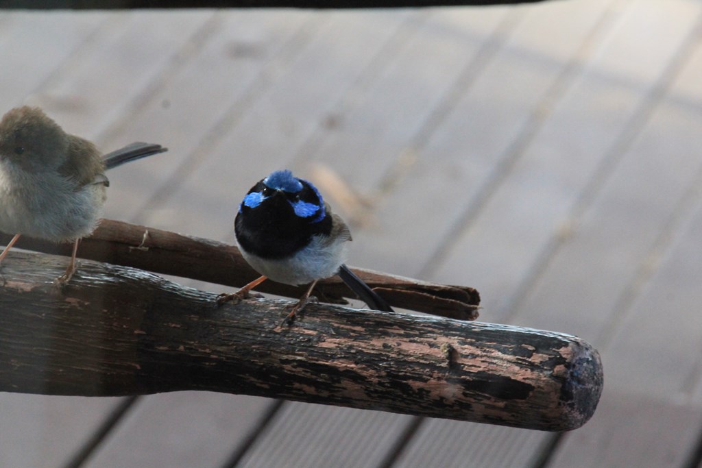 Male Superb Fairy Wren