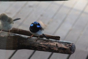 Male Superb Fairy Wren