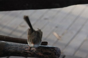 Female Superb Fairy Wren