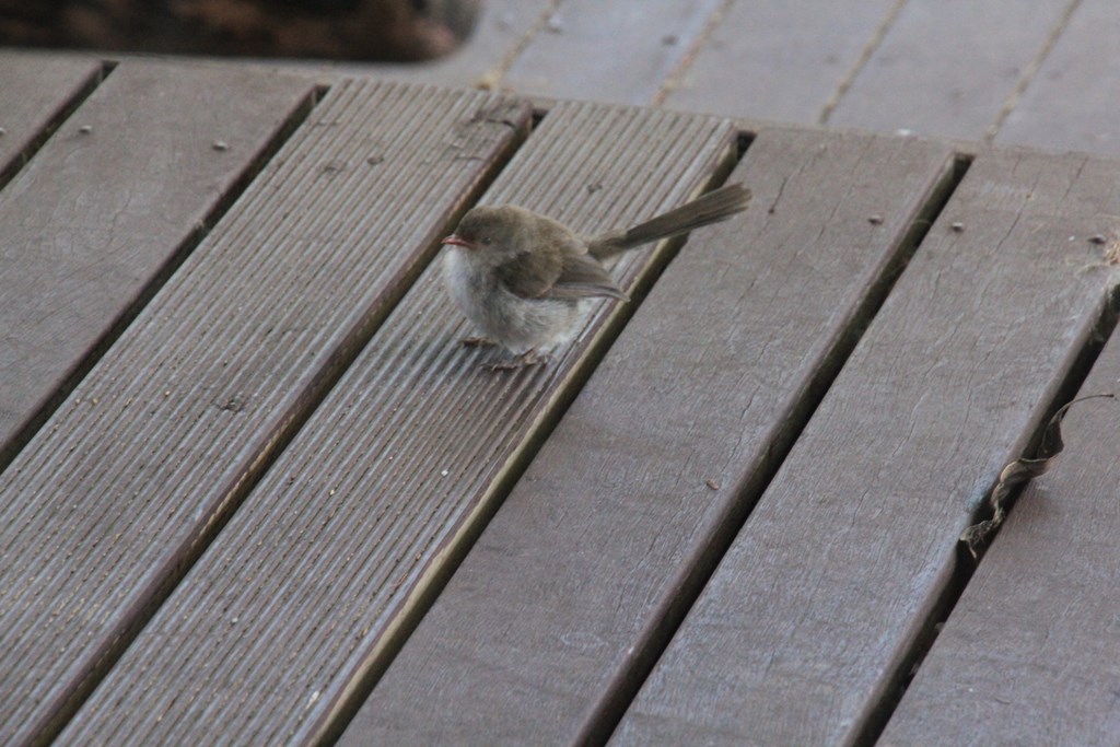 Immature Superb Fairy Wren