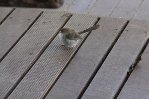 Immature Superb Fairy Wren