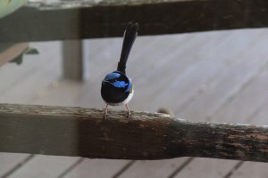 Male Fairy Wren on Wheelbarrow