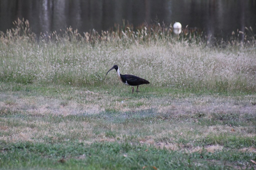Straw-Necked Ibis