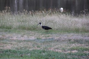 Straw-Necked Ibis