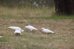 Cockatoos and Coresllas