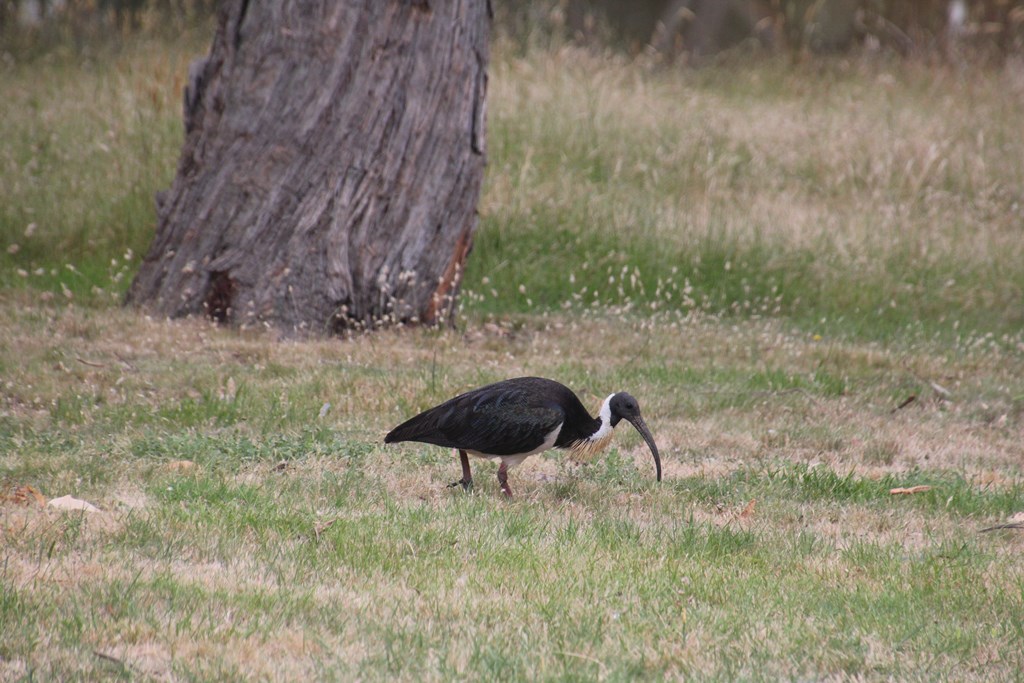 Straw-Necked Ibis