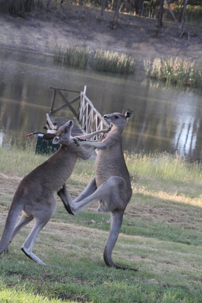 Testing Their Strength: Young male kangaroos&nbsp;sparring