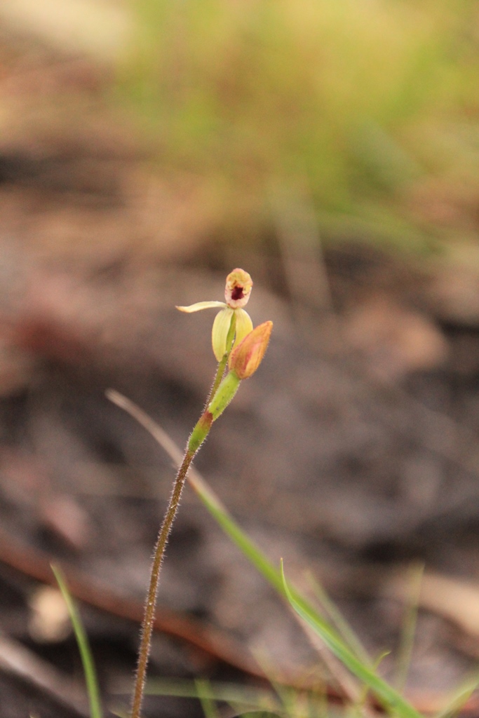 Bronze Caladenia 1