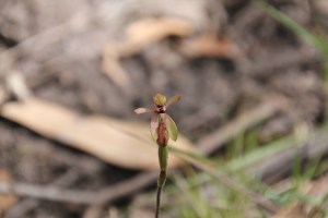 Bronze Caladenia 2