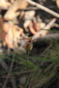 Bronze Caladenia 5