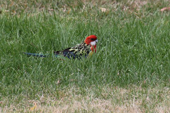Eastern Rosella