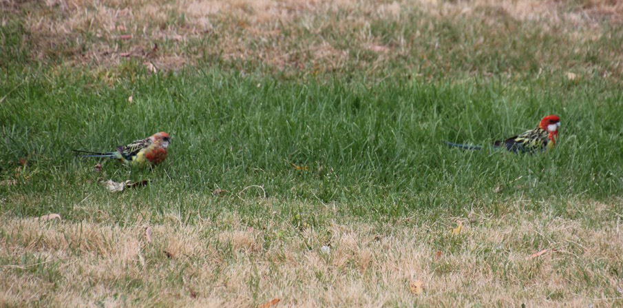 Eastern Rosella Pair