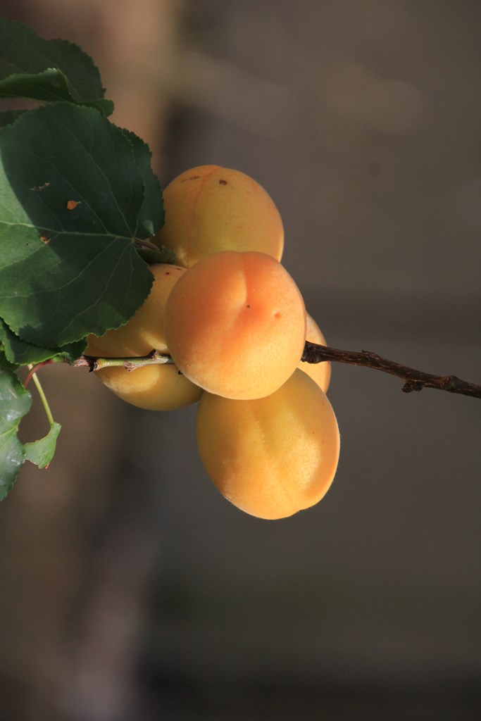 Ripe Apricots 