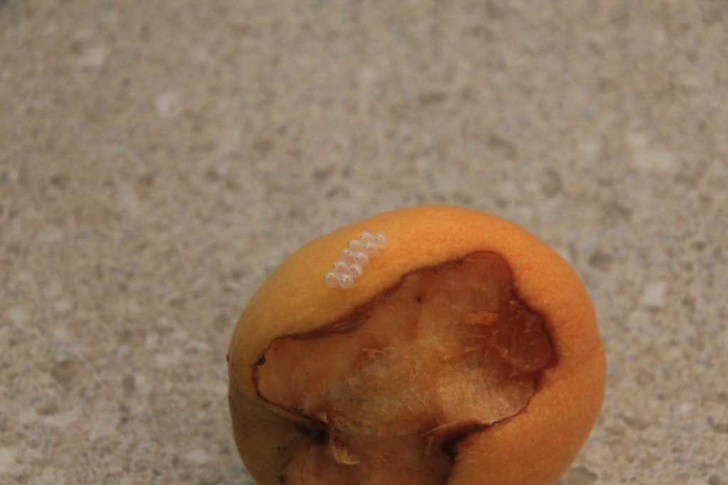 Wildlife and Apricots