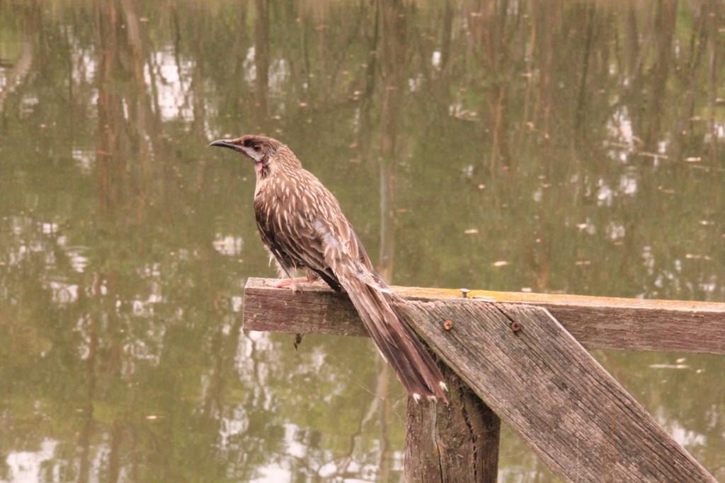 Injured Wattlebird 01