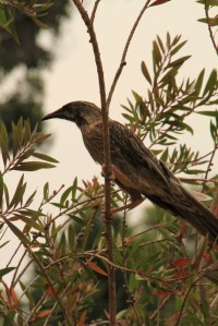 Injured Wattlebird 02