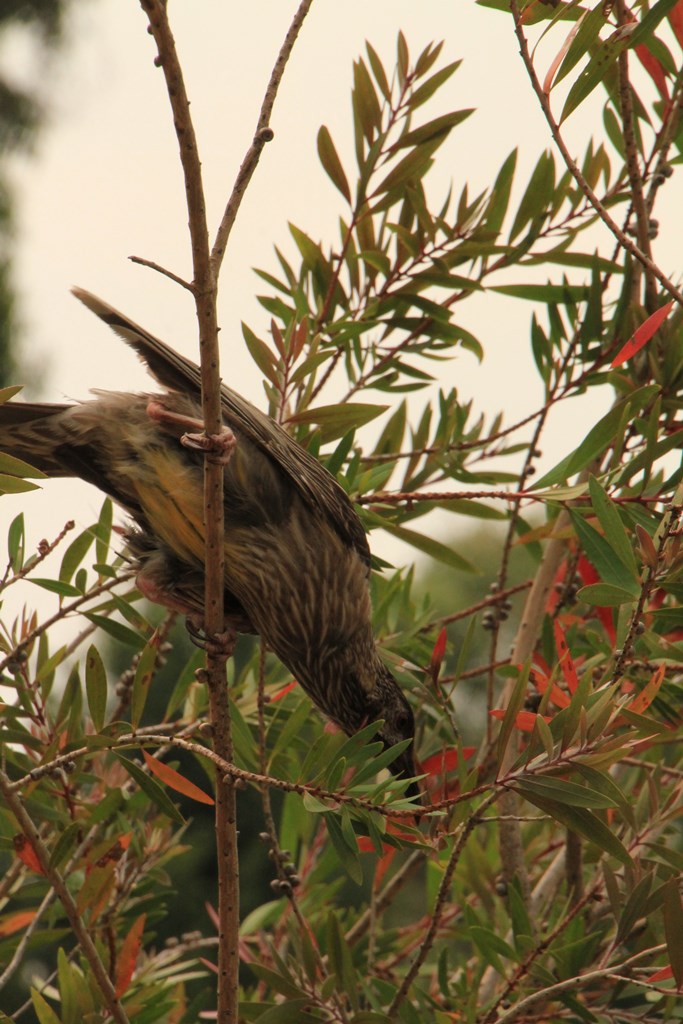 Injured Wattlebird 03