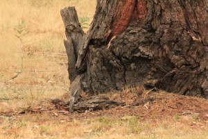 Injured Wattlebird 05
