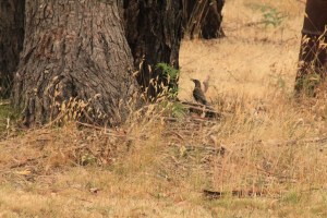 Injured Wattlebird 06