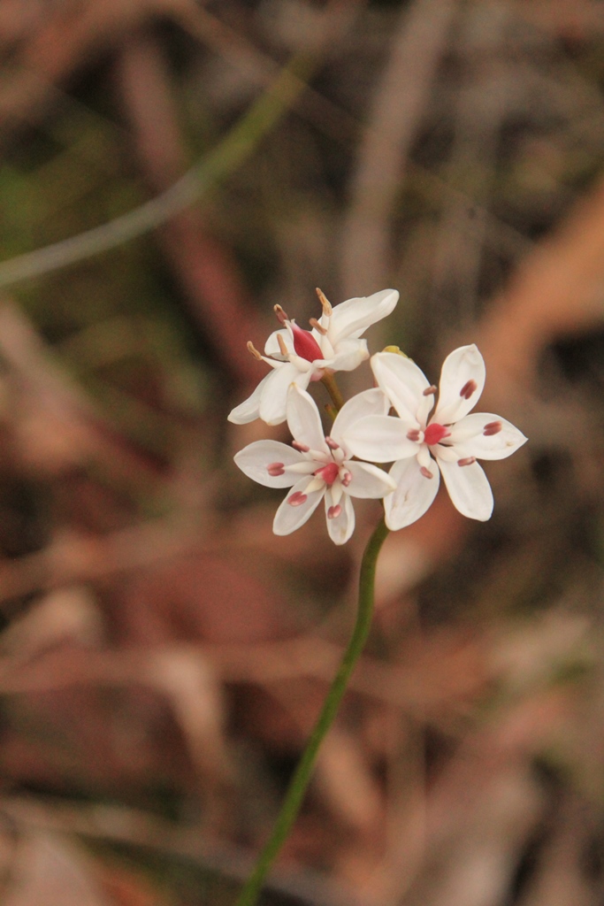 Milkmaid Flowers