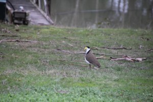 Plover 06