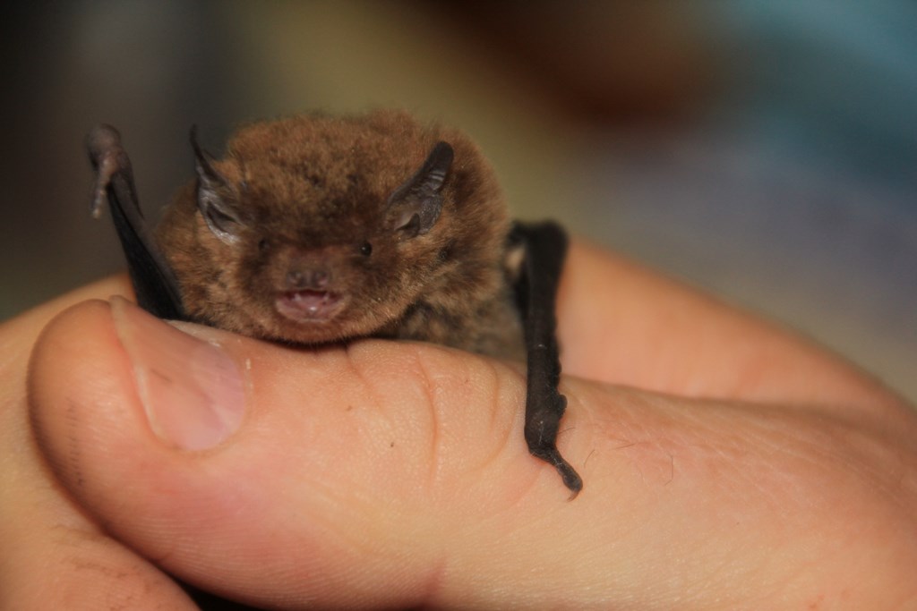 Cats, Bats and Beds at&nbsp;3am