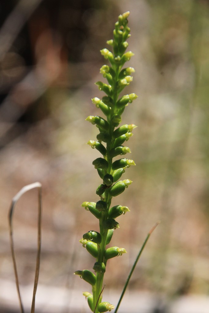 Slender Onion Orchid 1