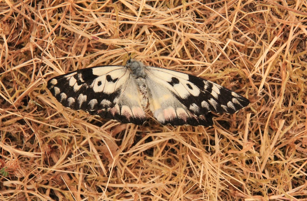 Spotted Jezebel (Delias&nbsp;aganippe)