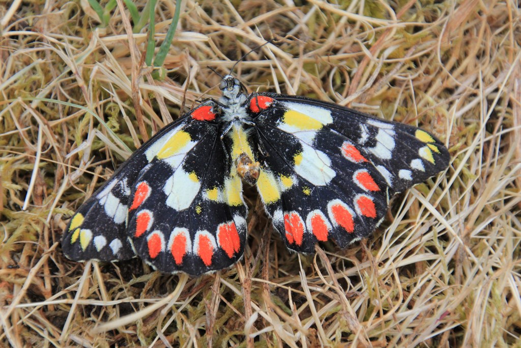 Underside of Spotted Jezebel Wings