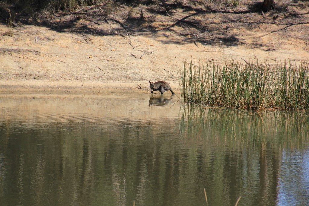 Swamp Wallaby Drinking