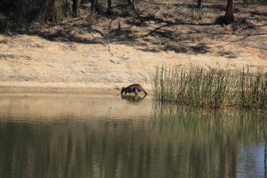 Swamp Wallaby Drinking 2