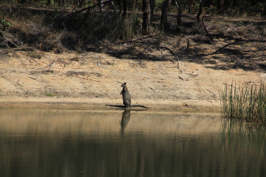 Swamp Wallaby Drinking 3