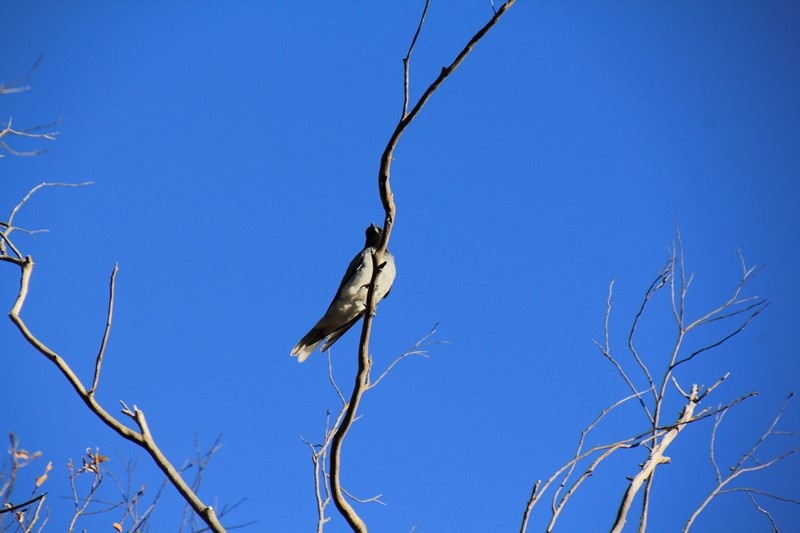 Black-Faced Cuckoo-Shrike