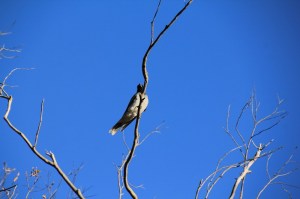 Black-Faced Cuckoo-Shrike