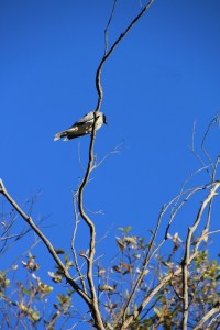 Black-Faced Cuckoo-Shrike 2