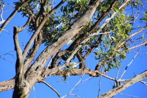 Black-Faced Cuckoo-Shrike 3