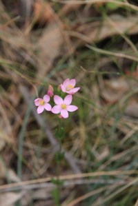 Centaurium Erithraea