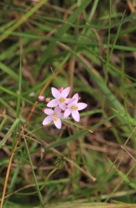 Centaurium Erithraea 2
