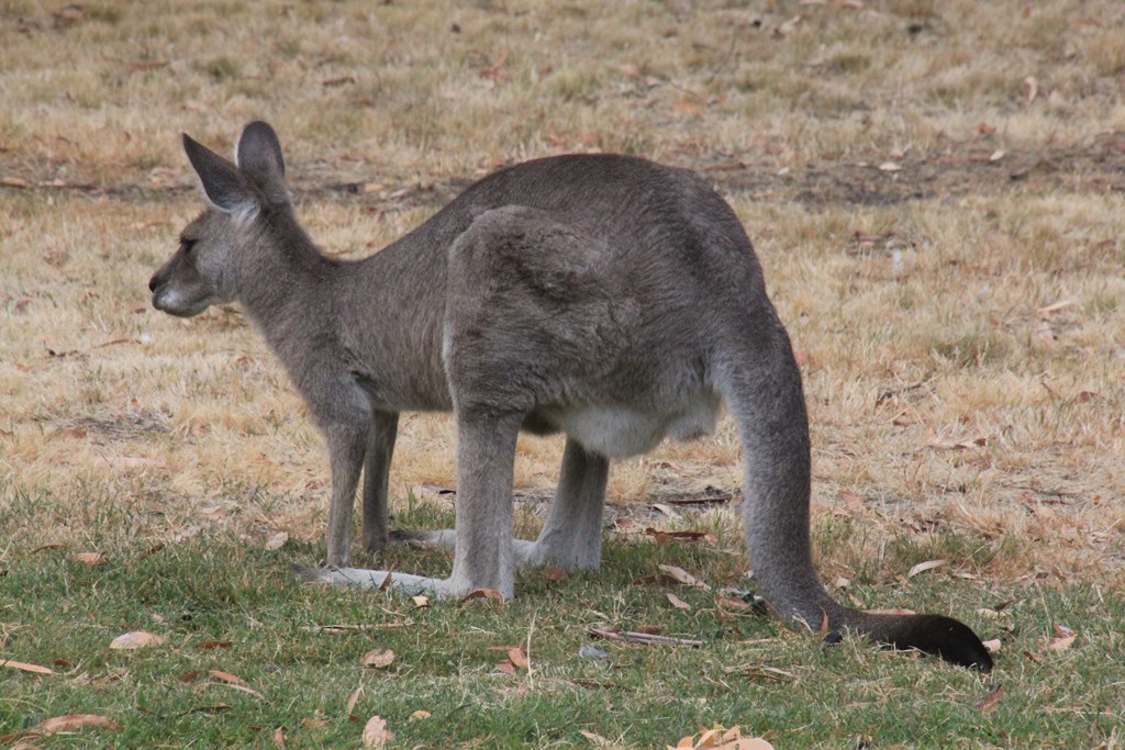 Female Kangaroo