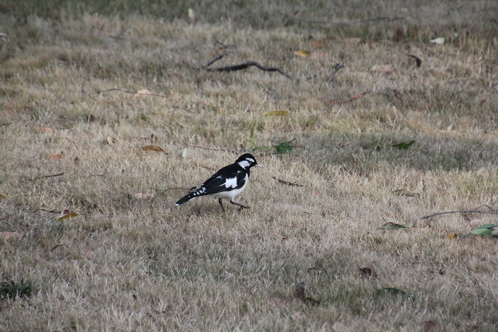Mudlark  or Magpie&nbsp;Lark